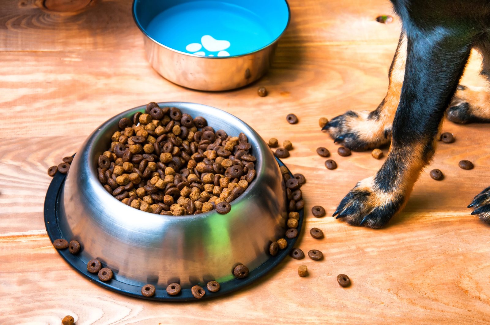 Pasja hrana je lahko precej zahtevna za kupiti